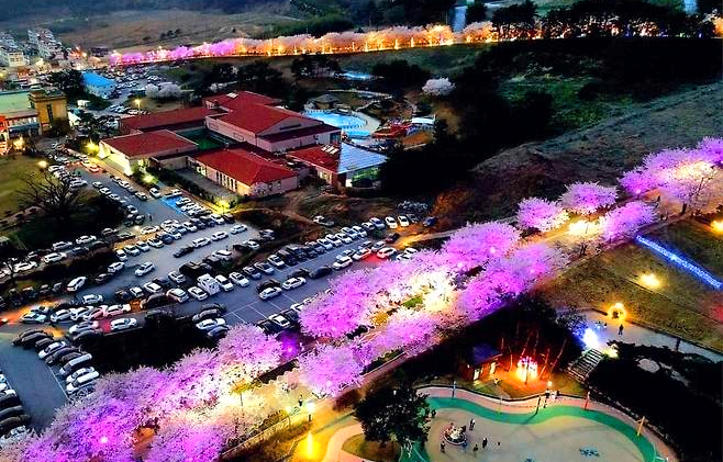 고창벚꽃축제
