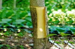 두충나무효능