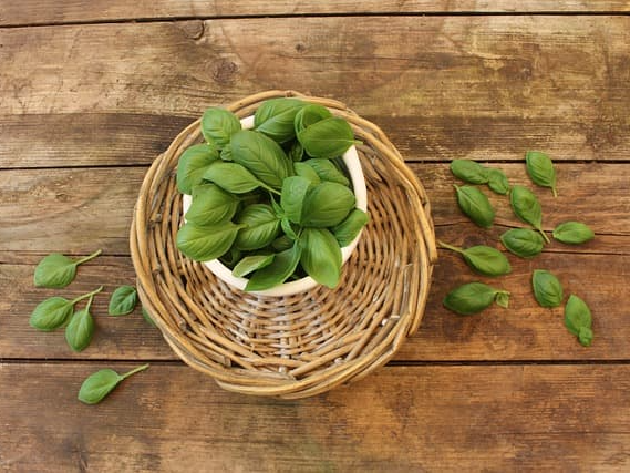 바질 수면 질 개선에 도움