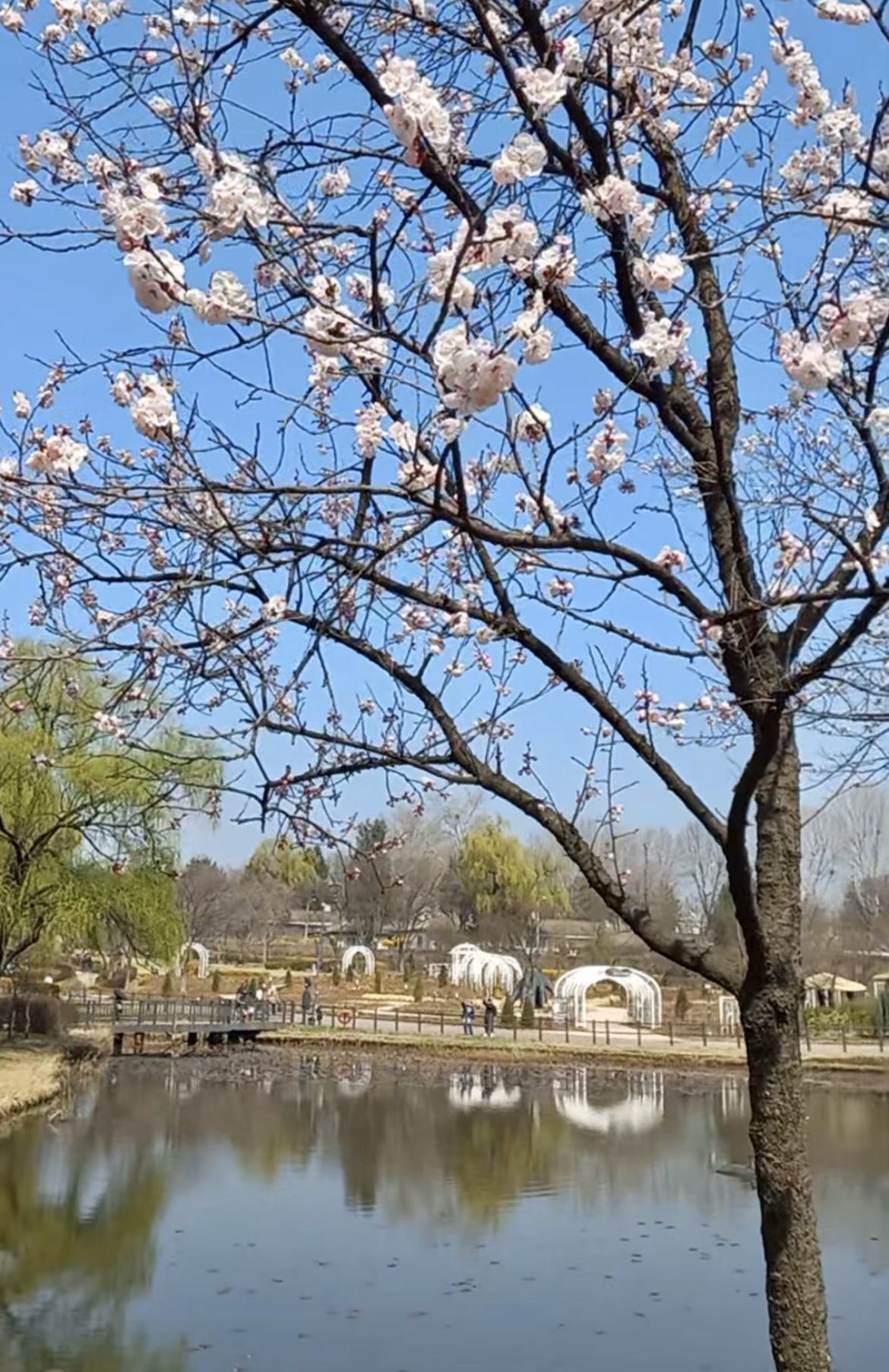 용산가족공원 K-맨발걷기 페스티벌 주차장 완벽 정리 관련사진