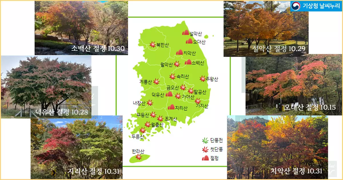 현재 단풍 현황