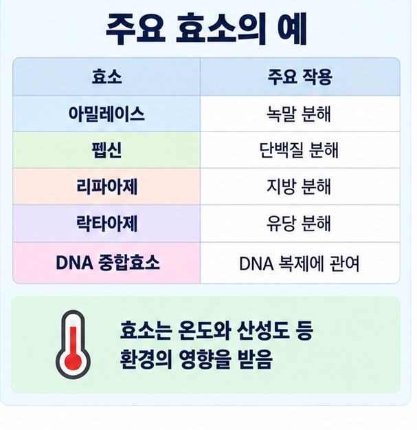 아밀레이스 펩신 리파아제 락타아제 DNA 중합효소의 대표 기능을 정리한 이미지