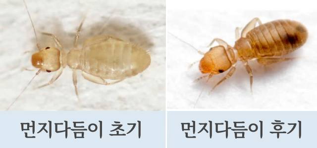 먼지다듬이 퇴치 살충제 먼지다듬이박멸