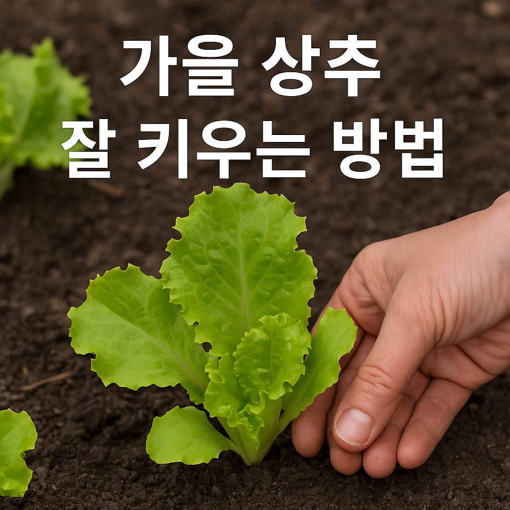 가을 상추 잘 키우는 방법