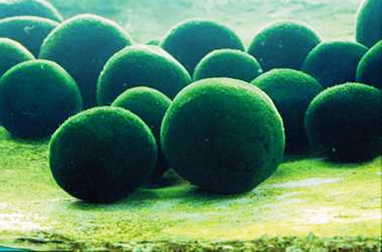 호수 바닥의 마리모