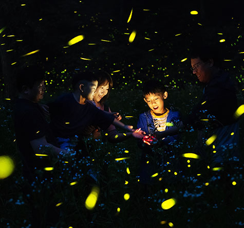 무주반딧불축제 반딧불사진