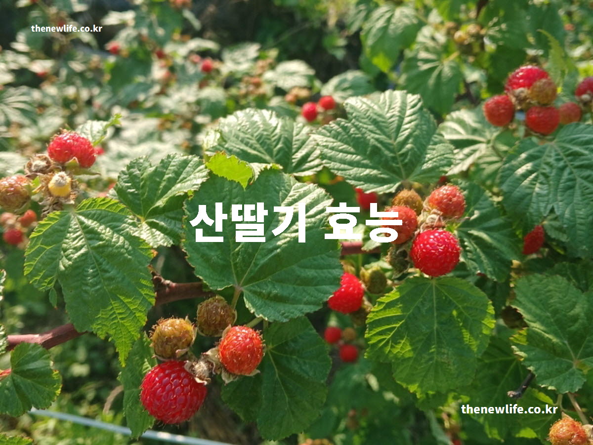 산딸기 효능 대표 실사진