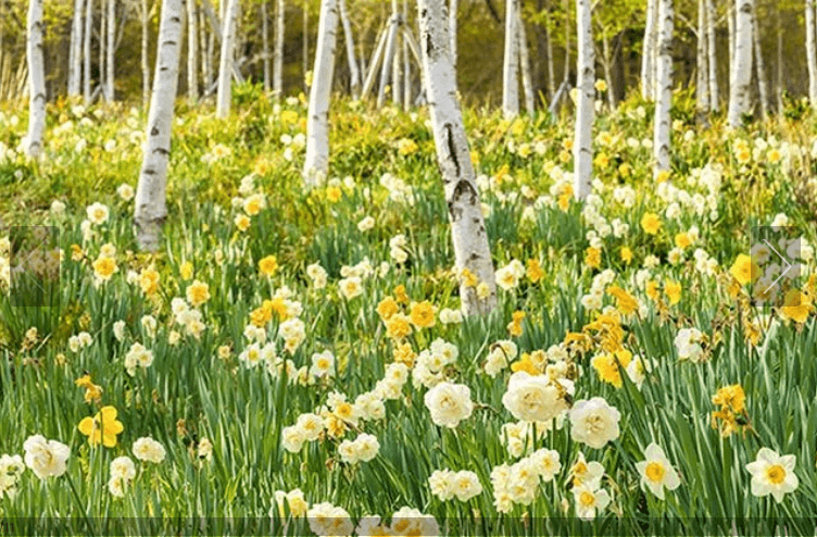 2025 화담숲 벚꽃 예매하기 관련사진