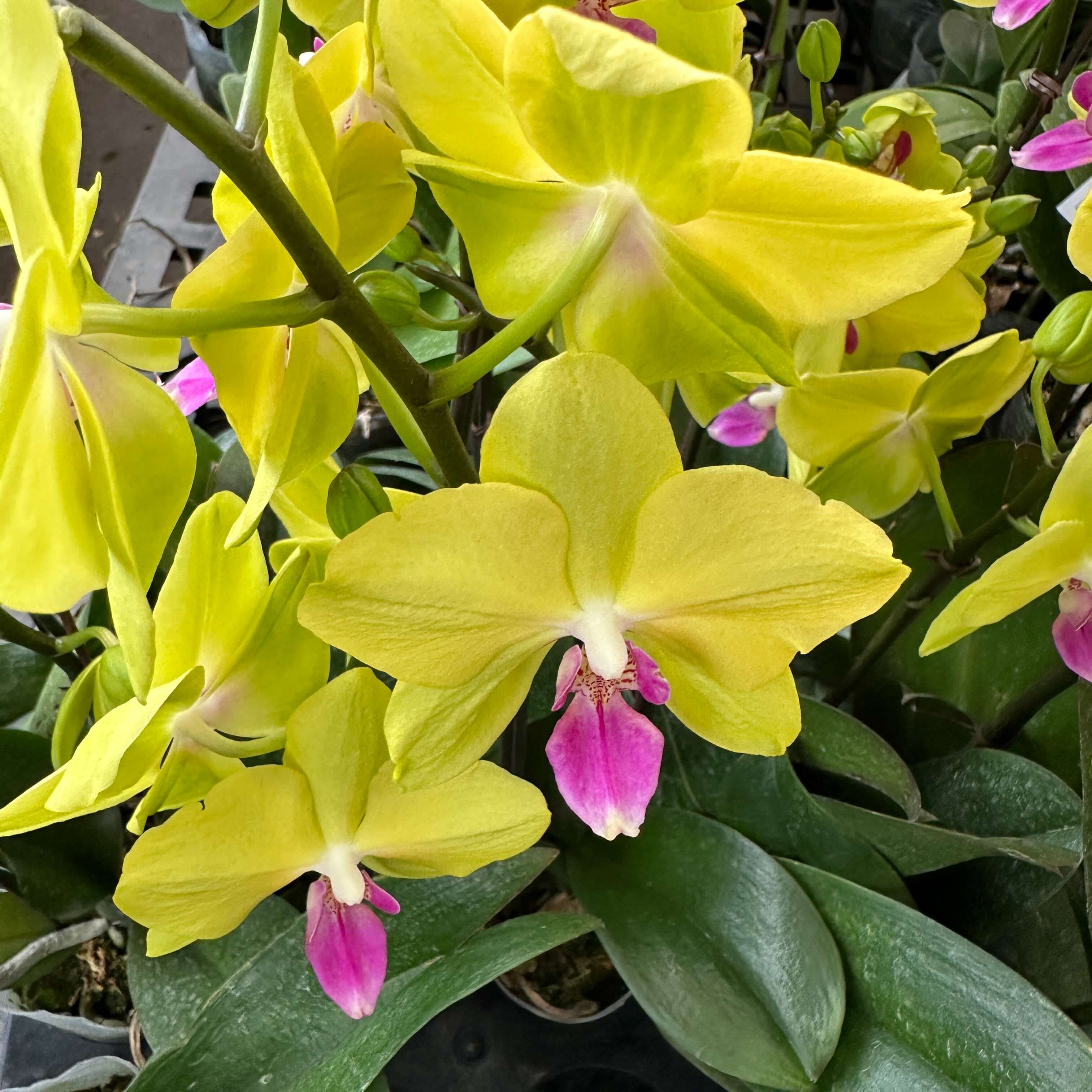 호접란 키우는 법