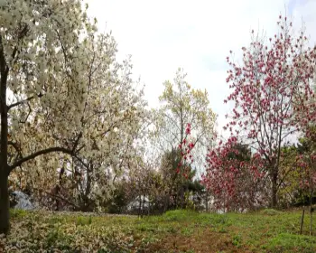 천리포수목원 목련 축제_13