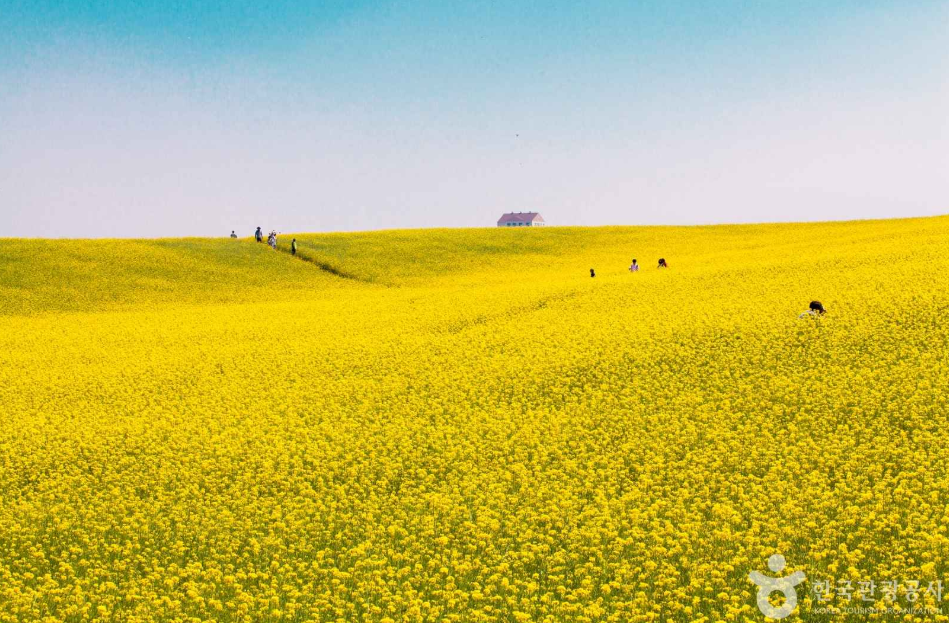 유채꽃 명소 안성팜랜드