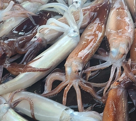 삼천포 활 오징어