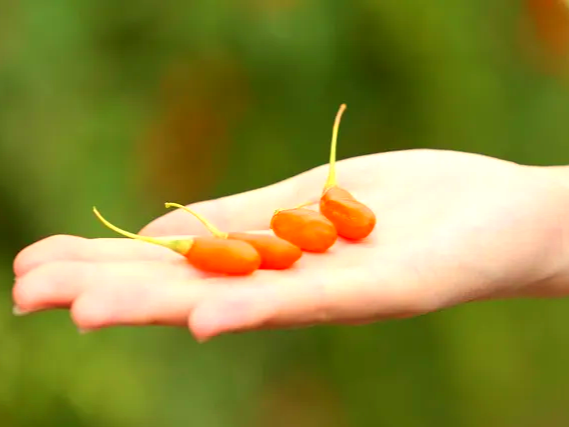 혈관 건강에 좋은 구기자