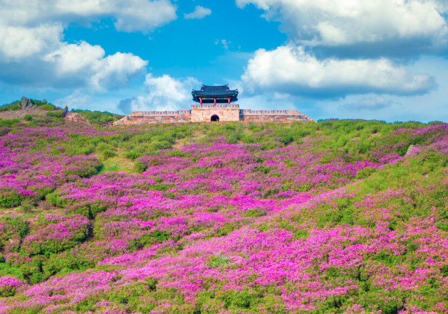산청황매산 철쭉제