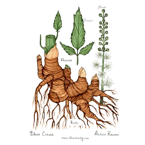 블랙코호시의 부위별 안내