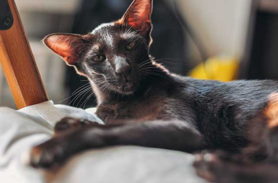 오리엔탈 짧은 머리 이미지