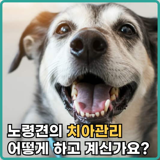 노령견의 치아관리