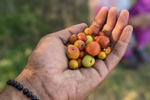 대추의 효능 및 부작용과 활용법