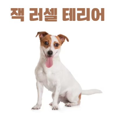 잭 러셀 테리어(Jack Russell Terrier)이미지