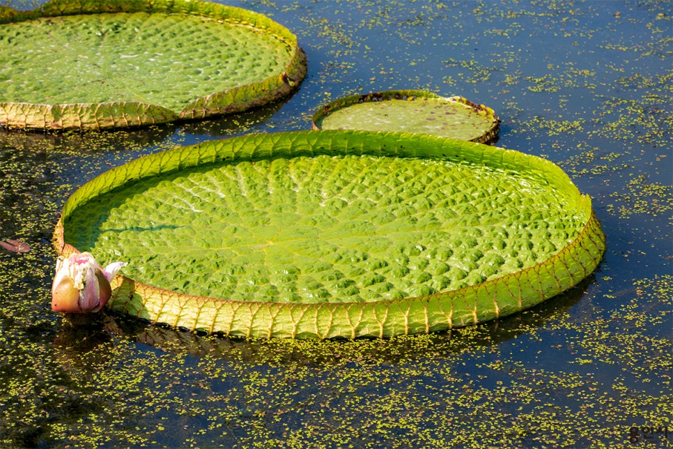 내동마을 연꽃단지