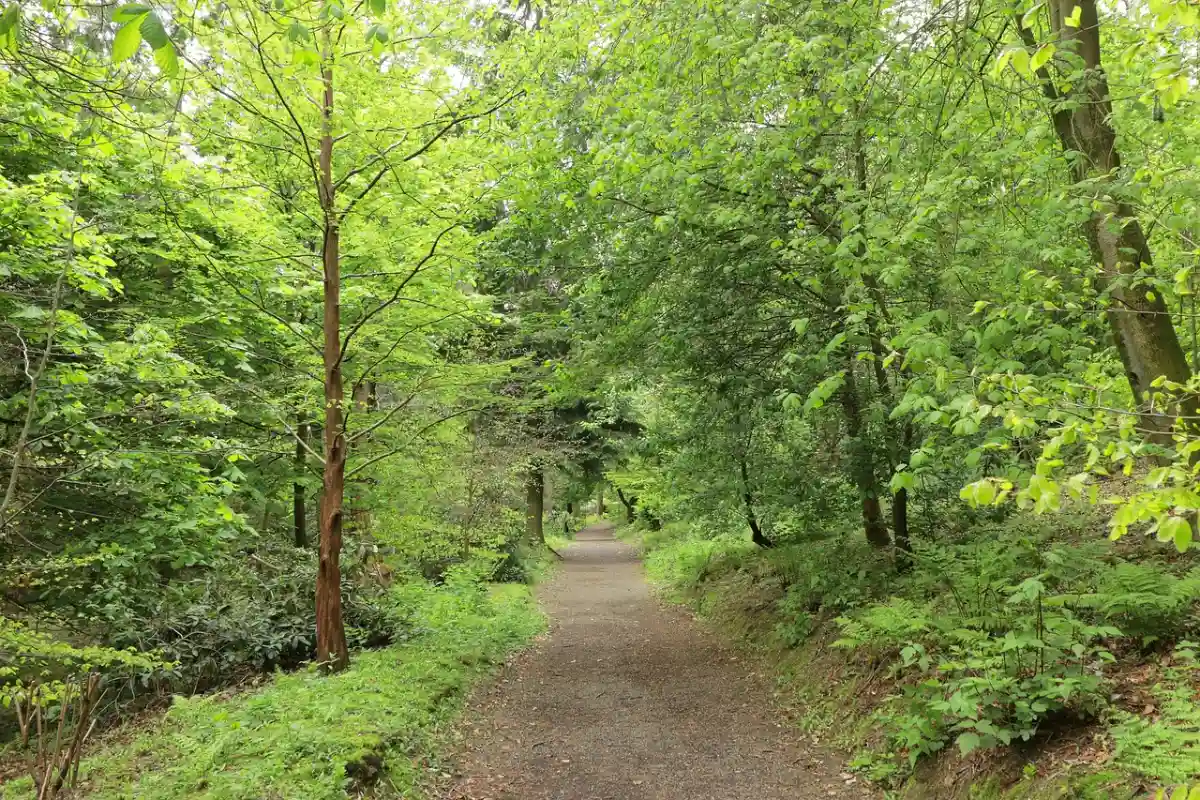 forest