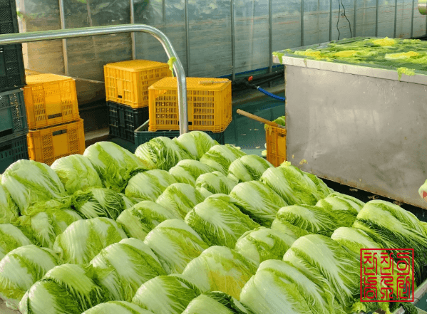 해남 절임배추 20kg 사전예약 가격비교