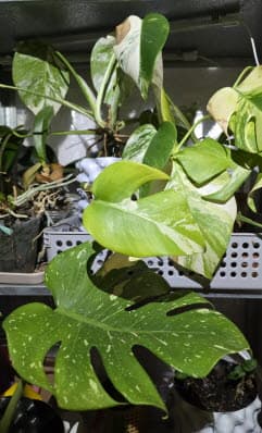 1인 가구를 위한 미니 실내정원 꾸미기 가이드 몬스테라로 완성하는 작은 초록 공간