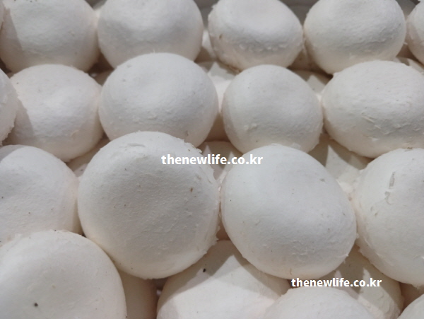 다양한 영양 성분이 농축되어 있는 양송이버섯의 단면과 형태를 보여주는 실물 사진