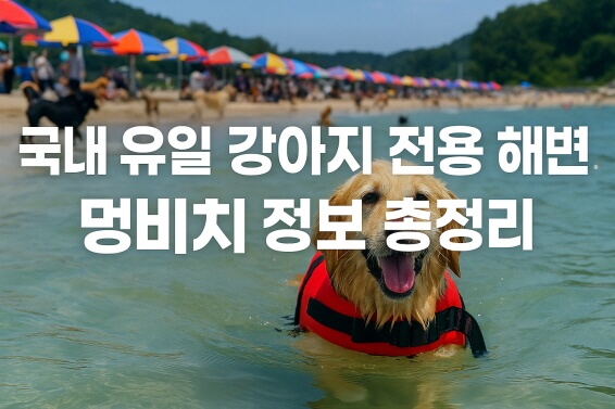 국내 유일 강아지 전용 해변, 멍비치 정보 총정리
