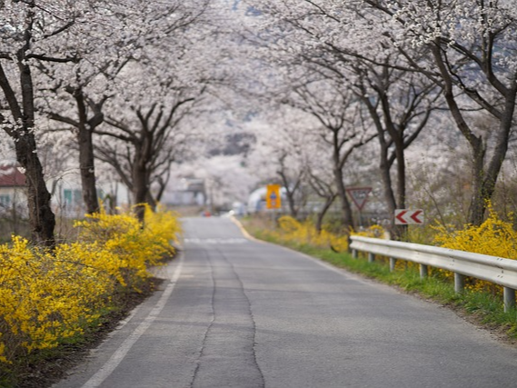 제주도 벚꽃