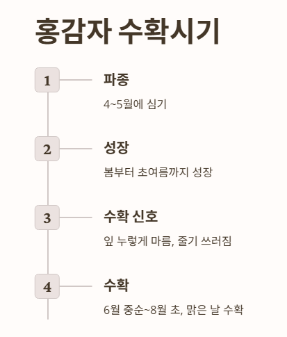 홍감자 수확시기