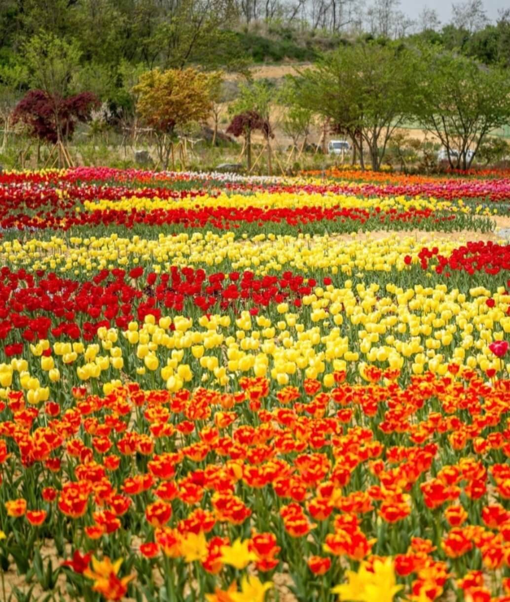 충남-아산-억만송이-봄꽃-대향연-튤립-수선화-축제-사진