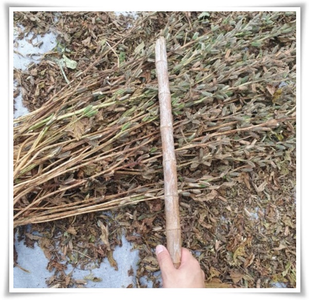 "8월, 참깨 수확해야 해요!" 순지르기/베는시기/수확하기/보관하기