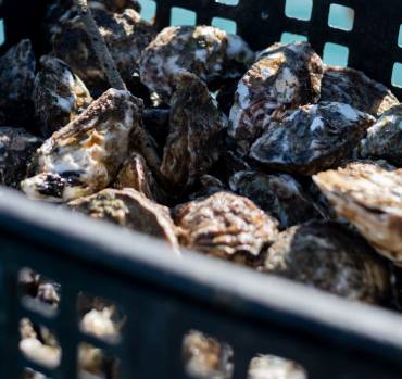 굴 효능 부작용 칼로리