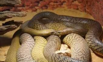 몸통이-통통한-뱀-두마리가-서로-얼굴을-맞대고-싸우는-모습