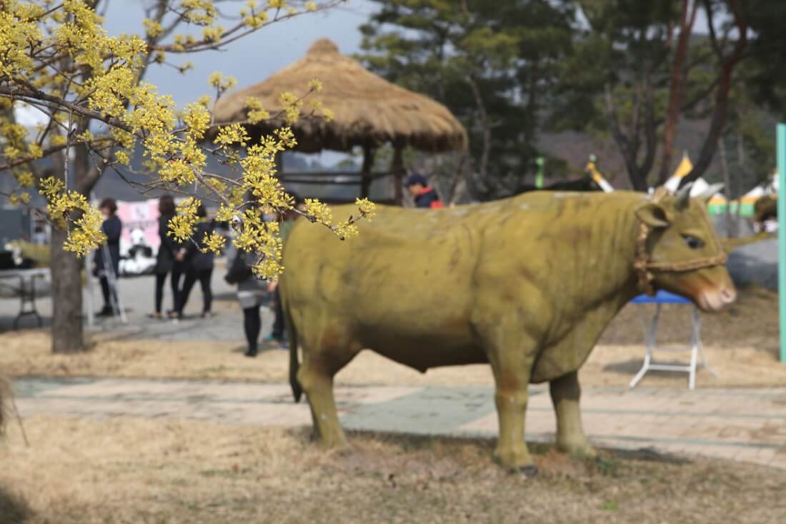 2025 양평산수유한우축제