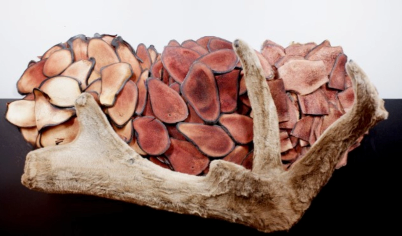 녹용 효능 먹을때 주의점과 부작용 및 원용과의 차이점 정리