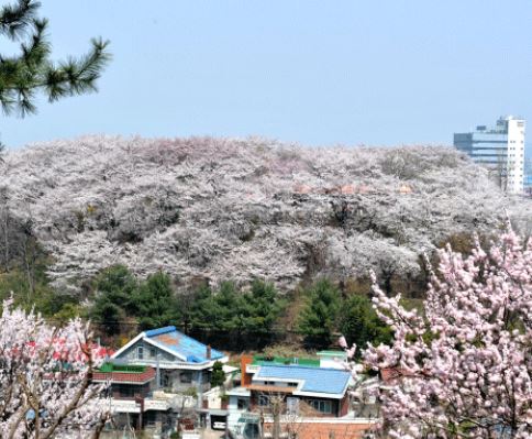 대전 벚꽃 