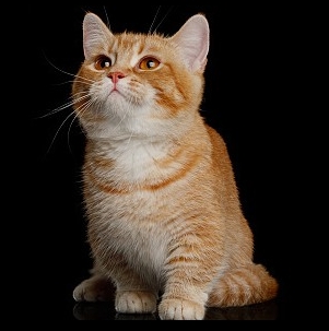 먼치킨 고양이 사진