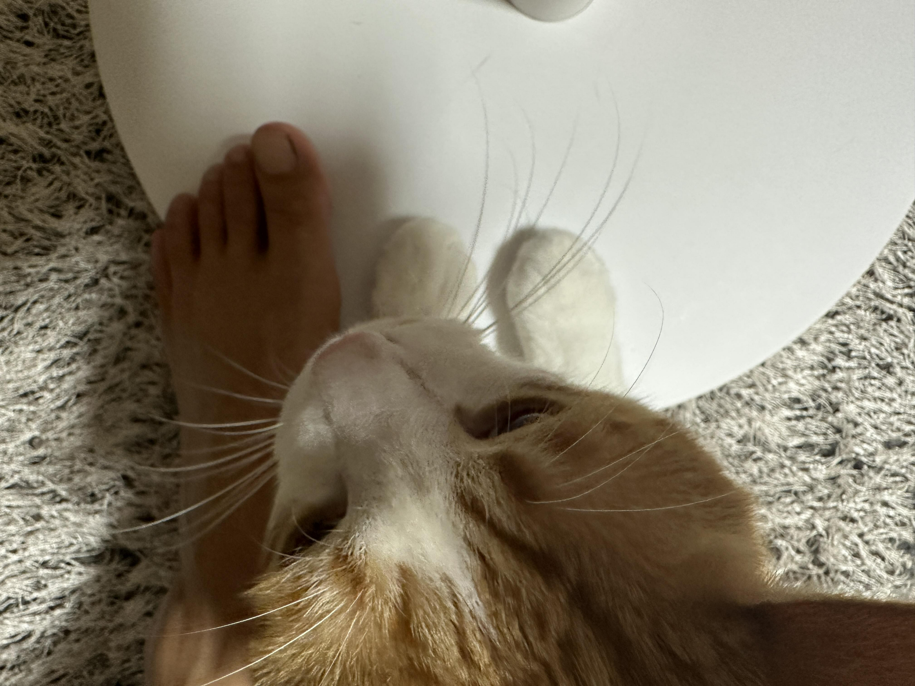 선풍기_위에_집사발이랑_막둥이_솜방맹이랑_나란히