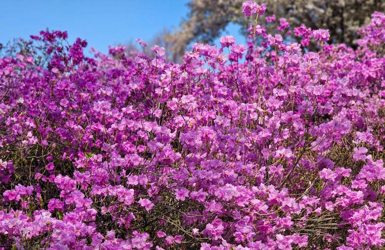 [3,4월 축제]원미산 진달래축제❘진달래 동산 3월, 4월 방문 후기