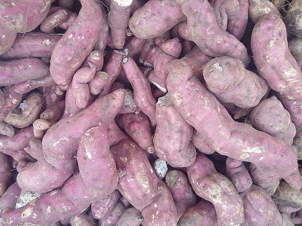 고구마 효능은?