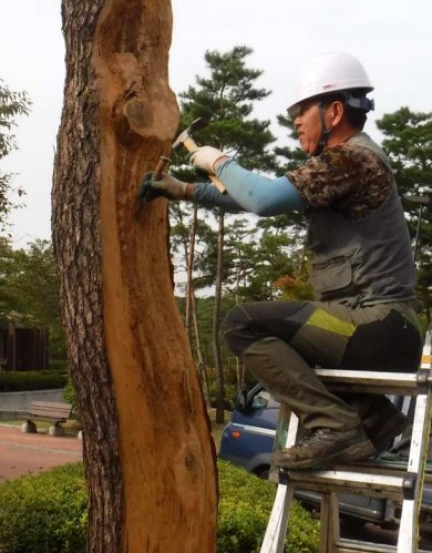 최저임금 22만원 공공일자리 신청하세요 (수목치료기술자 자격증)