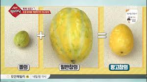 망고참외 관려사진