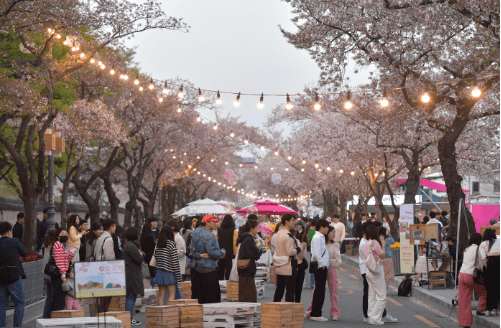 벚꽃 축제 일정
