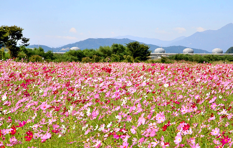 당남리섬(대신섬) 코스모스와 핑크뮬리
