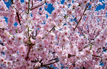 벚꽃 명소별 개화 시기 &amp; 베스트 방문 타이밍
