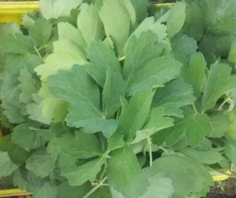 방풍나물 재배 모종 심기 바람막이 설치 생육 관리_6