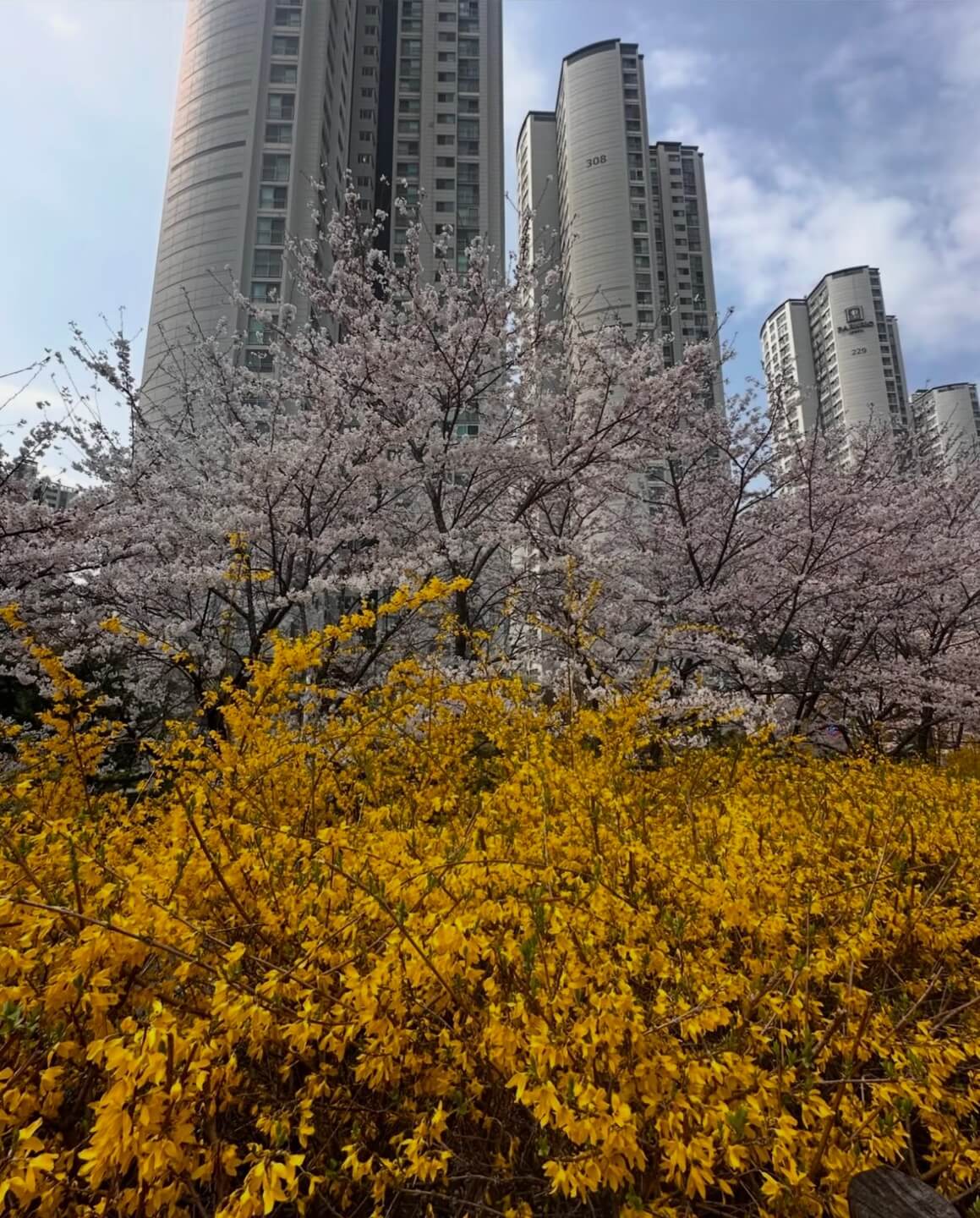 석촌호수 벚꽃 축제 일정