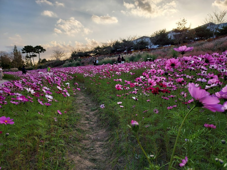 함평 국화축제7